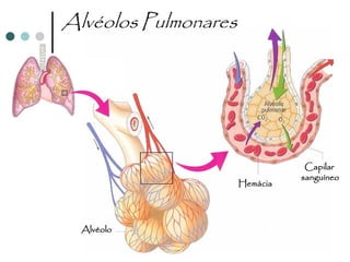 Alvéolos Pulmonares




                                 Capilar
                                sanguíneo
                      Hemácia




  Alvéolo
 