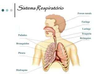 Sistema Respiratório
                       Fossas nasais


                          Faringe

                           Laringe
                          Traqueia
 Pulmões
                         Brônquios

Bronquíolos


 Pleura




Diafragma
 