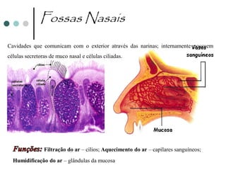 Fossas Nasais
Cavidades que comunicam com o exterior através das narinas; internamente possuem
células secretoras de muco nasal e células ciliadas.




                Filtração do ar – cílios; Aquecimento do ar – capilares sanguíneos;
  Humidificação do ar – glândulas da mucosa
 