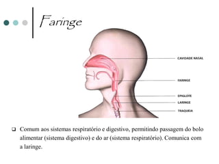 Faringe




   Comum aos sistemas respiratório e digestivo, permitindo passagem do bolo
    alimentar (sistema digestivo) e do ar (sistema respiratório). Comunica com
    a laringe.
 