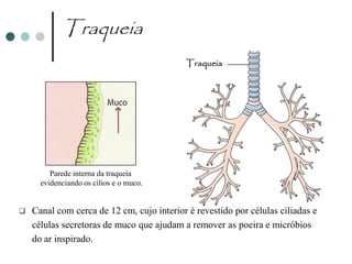 Traqueia
                                           Traqueia




         Parede interna da traqueia
      evidenciando os cílios e o muco.


   Canal com cerca de 12 cm, cujo interior é revestido por células ciliadas e
    células secretoras de muco que ajudam a remover as poeira e micróbios
    do ar inspirado.
 