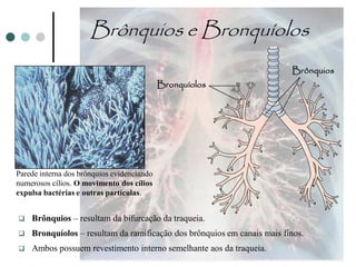 Brônquios e Bronquíolos
                                                                         Brônquios
                                            Bronquíolos




Parede interna dos brônquios evidenciando
numerosos cílios. O movimento dos cílios
expulsa bactérias e outras partículas.


   Brônquios – resultam da bifurcação da traqueia.
   Bronquíolos – resultam da ramificação dos brônquios em canais mais finos.
   Ambos possuem revestimento interno semelhante aos da traqueia.
 