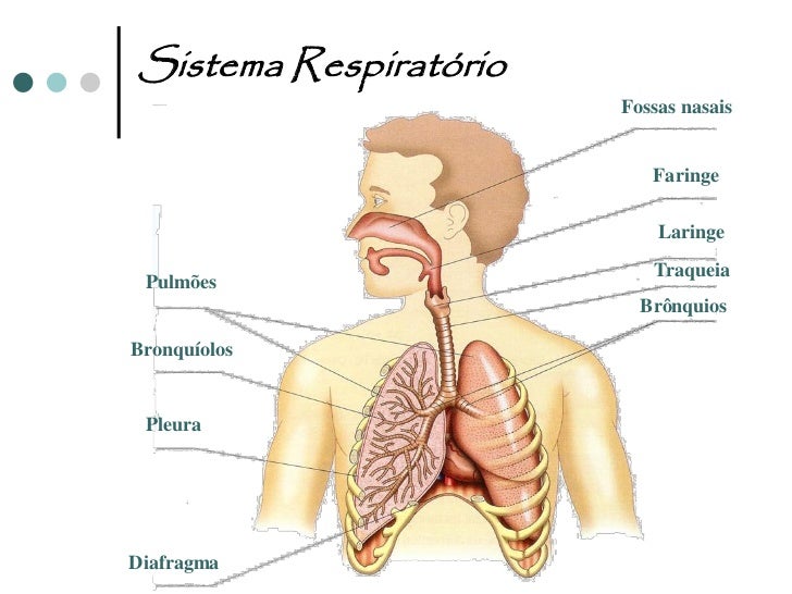 Resultado de imagem para Sistema Respiratório