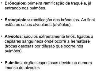 Brônquios:  primeira ramificação da traquéia, já entrando nos pulmões.  Bronquíolos:  ramificação dos brônquios. Ao final estão os sacos alveolares (alvéolos).  Alvéolos : sáculos extremamente finos, ligados a capilares sanguíneos onde ocorre a  hematose  (trocas gasosas por difusão que ocorre nos pulmões). Pulmões : órgãos esponjosos devido ao numero imenso de alvéolos 