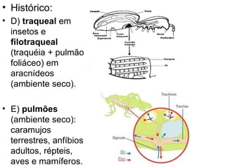 Histórico: D)  traqueal  em insetos e  filotraqueal  (traquéia + pulmão foliáceo) em aracnídeos (ambiente seco). E)  pulmões  (ambiente seco): caramujos terrestres, anfíbios adultos, répteis, aves e mamíferos. 