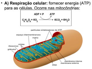 A) Respiração celular:  fornecer energia (ATP) para as células. Ocorre nas mitocôndrias: 