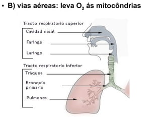 B) vias aéreas: leva O 2  ás mitocôndrias 