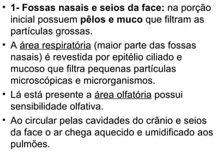1- Fossas nasais e seios da face:  na porção inicial possuem  pêlos e muco  que filtram as partículas grossas.  A  área respiratória  (maior parte das fossas nasais) é revestida por epitélio ciliado e mucoso que filtra pequenas partículas microscópicas e microrganismos. Lá está presente a  área olfatória  possui sensibilidade olfativa.  Ao circular pelas cavidades do crânio e seios da face o ar chega aquecido e umidificado aos pulmões. 