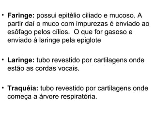 Faringe:  possui epitélio ciliado e mucoso. A partir daí o muco com impurezas é enviado ao esôfago pelos cílios.  O que for gasoso e enviado à laringe pela epiglote Laringe:  tubo revestido por cartilagens onde estão as cordas vocais.  Traquéia:  tubo revestido por cartilagens onde começa a árvore respiratória.  