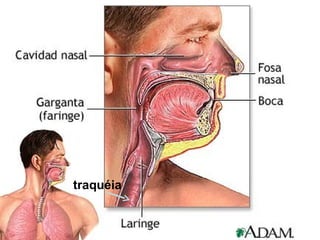 traquéia 