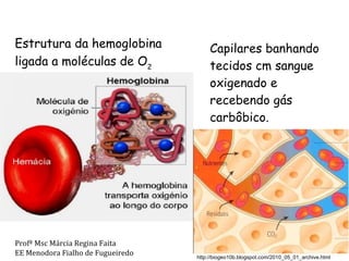 Estrutura da hemoglobina ligada a moléculas de O 2 Capilares banhando tecidos cm sangue oxigenado e recebendo gás carbôbico. http://biogeo10b.blogspot.com/2010_05_01_archive.html Profª Msc Márcia Regina Faita EE Menodora Fialho de Fugueiredo 