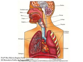 http://dicas-enfermagem.blogspot.com/2010/08/torax-sistema-pulmonar-respiratorio.html Profª Msc Márcia Regina Faita EE Menodora Fialho de Fugueiredo 