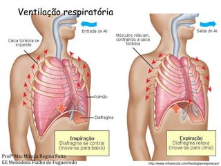 Ventilação respiratória http://www.infoescola.com/fisiologia/respiracao/ Profª Msc Márcia Regina Faita EE Menodora Fialho de Fugueiredo 