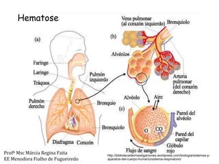 http://bibliotecadeinvestigaciones.wordpress.com/biologia/sistemas-y-aparatos-del-cuerpo-humano/sistema-respiratorio/ Hematose Profª Msc Márcia Regina Faita EE Menodora Fialho de Fugueiredo 