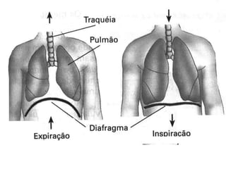 Sistema respiratório_Lidiane