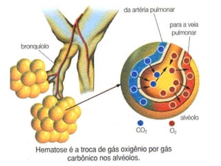 Sistema respiratório_Lidiane