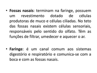 • Fossas nasais: terminam na faringe, possuem
  um revestimento dotado de células
  produtoras de muco e células ciliadas. No teto
  das fossas nasais existem células sensoriais,
  responsáveis pelo sentido do olfato. Têm as
  funções de filtrar, umedecer e aquecer o ar.

• Faringe: é um canal comum aos sistemas
  digestório e respiratório e comunica-se com a
  boca e com as fossas nasais.
 