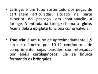 • Laringe: é um tubo sustentado por peças de
  cartilagem articuladas, situado na parte
  superior do pescoço, em continuação à
  faringe. A entrada da laringe chama-se glote.
  Acima dela a epiglote funciona como válvula.

• Traquéia: é um tubo de aproximadamente 1,5
  cm de diâmetro por 10-12 centímetros de
  comprimento, cujas paredes são reforçadas
  por anéis cartilaginosos. Ela se bifurca
  formando os brônquios.
 