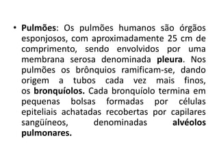 • Pulmões: Os pulmões humanos são órgãos
  esponjosos, com aproximadamente 25 cm de
  comprimento, sendo envolvidos por uma
  membrana serosa denominada pleura. Nos
  pulmões os brônquios ramificam-se, dando
  origem a tubos cada vez mais finos,
  os bronquíolos. Cada bronquíolo termina em
  pequenas bolsas formadas por células
  epiteliais achatadas recobertas por capilares
  sangüíneos,       denominadas       alvéolos
  pulmonares.
 