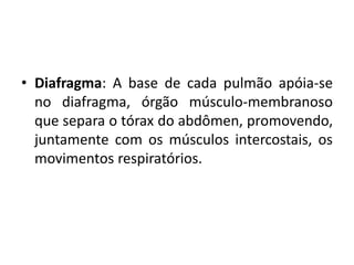 • Diafragma: A base de cada pulmão apóia-se
  no diafragma, órgão músculo-membranoso
  que separa o tórax do abdômen, promovendo,
  juntamente com os músculos intercostais, os
  movimentos respiratórios.
 