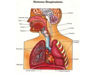 Sistema respiratório_Lidiane