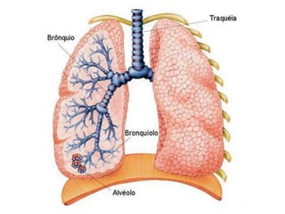 Sistema respiratório_Lidiane