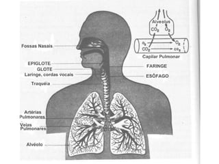 Sistema respiratório_Lidiane