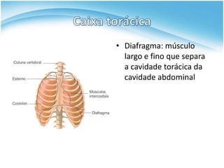 • Diafragma: músculo
  largo e fino que separa
  a cavidade torácica da
  cavidade abdominal
 