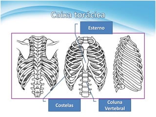Esterno




                      Coluna
Costelas
                     Vertebral
 
