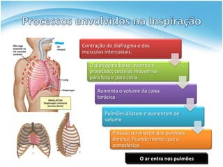 Contração do diafragma e dos
músculos intercostais.

   O diafragma baixa; esterno é
   projetado; costelas movem-se
   para fora e para cima.

      Aumenta o volume da caixa
      torácica

         Pulmões dilatam e aumentam de
         volume

            Pressão no interior dos pulmões
            diminui, ficando menor que a
            atmosférica

                       O ar entra nos pulmões
 