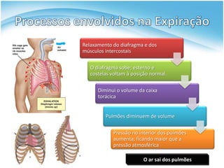 Relaxamento do diafragma e dos
músculos intercostais

   O diafragma sobe; esterno e
   costelas voltam à posição normal.

      Diminui o volume da caixa
      torácica


         Pulmões diminuem de volume

            Pressão no interior dos pulmões
            aumenta, ficando maior que a
            pressão atmosférica

                         O ar sai dos pulmões
 