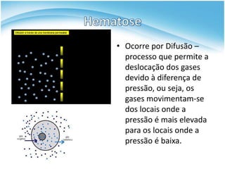 • Ocorre por Difusão –
  processo que permite a
  deslocação dos gases
  devido à diferença de
  pressão, ou seja, os
  gases movimentam-se
  dos locais onde a
  pressão é mais elevada
  para os locais onde a
  pressão é baixa.
 