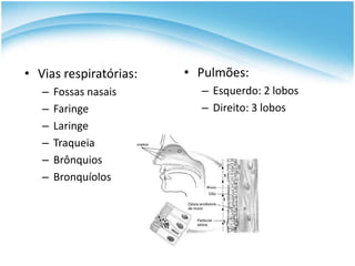 • Vias respiratórias:   • Pulmões:
   –   Fossas nasais      – Esquerdo: 2 lobos
   –   Faringe            – Direito: 3 lobos
   –   Laringe
   –   Traqueia
   –   Brônquios
   –   Bronquíolos
 