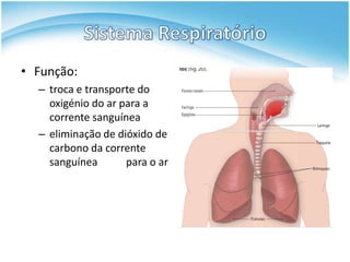 • Função:
  – troca e transporte do
    oxigénio do ar para a
    corrente sanguínea
  – eliminação de dióxido de
    carbono da corrente
    sanguínea       para o ar
 