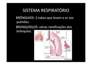 SISTEMA RESPIRATÓRIO
BRÔNQUIOS: 2 tubos que levam o ar aos
pulmões.
BRONQUÍOLOS: várias ramificações dos
brônquios.brônquios.
 
