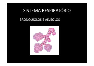 SISTEMA RESPIRATÓRIO
BRONQUÍOLOS E ALVÉOLOS
 