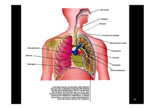 Hematose
(troca de gases por difusão)
• Processo de oxigenação do
sangue
- local de ocorrência:
alvéolos
- captura do oxigênio após a
liberação do gás carbônico
- captura do oxigênio após a
liberação do gás carbônico
nos alvéolos.
Obs.: a hemoglobina carrega
os gases:
- Carbo-hemoglobina
- oxi-hemoglobina
Esquema mostra hematose nos alvéolos
18
 
