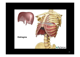 • Pleuras
• revestimentos dos pulmões
 