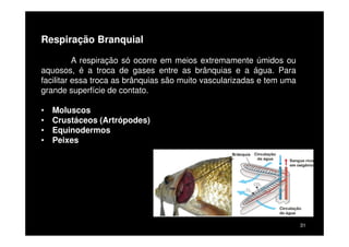 TIPOS DE RESPIRAÇÃO:
-Poríferos
- Cnidários
Respiração Cutânea
A respiração cutânea ocorre através da pele. Ela só é possível
devido ao muco que umedece a pele e permite as trocas gasosas entre
o ar e a pele (muito vascularizada). Encontrada em animais pequenos,
pois nos grandes a quantidade de oxigênio absorvida não seria
DIFUSÃO (CÉLULAS-MEIO)
31
pois nos grandes a quantidade de oxigênio absorvida não seria
suficiente.
• Platelmintos
• Nematelmintos
• Anelídeos:
 