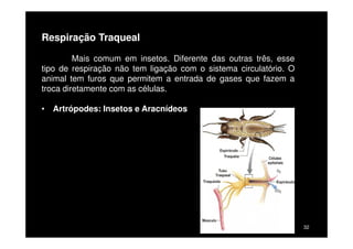 Respiração Branquial
A respiração só ocorre em meios extremamente úmidos ou
aquosos, é a troca de gases entre as brânquias e a água. Para
facilitar essa troca as brânquias são muito vascularizadas e tem uma
grande superfície de contato.
• Moluscos (Aquáticos)
• Anelídeos (Poliquetas)• Anelídeos (Poliquetas)
• Crustáceos (Artrópodes)
• Equinodermos
• Peixes
 