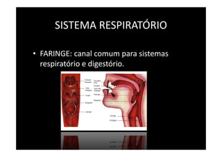 SISTEMA RESPIRATÓRIO
• FARINGE: canal comum para sistemas
respiratório e digestório.
 