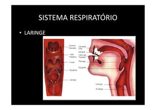 SISTEMA RESPIRATÓRIO
• LARINGE
 