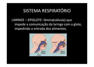 SISTEMA RESPIRATÓRIO
LARINGE – EPIGLOTE: lâmina(válvula) que
impede a comunicação da faringe com a glote,
impedindo a entrada dos alimentos.
 