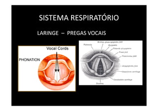 SISTEMA RESPIRATÓRIO
LARINGE – PREGAS VOCAIS
 