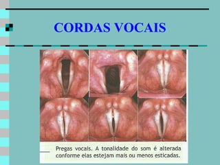 CORDAS VOCAIS
 