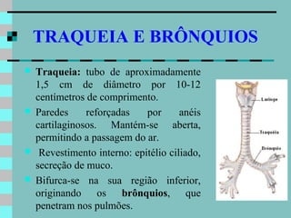 TRAQUEIA E BRÔNQUIOS
   Traqueia: tubo de aproximadamente
    1,5 cm de diâmetro por 10-12
    centímetros de comprimento.
   Paredes     reforçadas    por      anéis
    cartilaginosos. Mantém-se aberta,
    permitindo a passagem do ar.
    Revestimento interno: epitélio ciliado,
    secreção de muco.
   Bifurca-se na sua região inferior,
    originando os brônquios, que
    penetram nos pulmões.
 