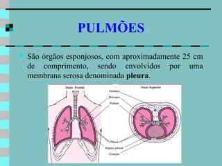 PULMÕES
   São órgãos esponjosos, com aproximadamente 25 cm
    de comprimento, sendo envolvidos por uma
    membrana serosa denominada pleura.
 
