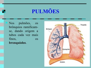 PULMÕES
   Nos pulmões, os
    brônquios ramificam-
    se, dando origem a
    tubos cada vez mais
    finos,            os
    bronquíolos.
 