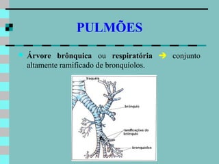 PULMÕES
   Árvore brônquica ou respiratória  conjunto
    altamente ramificado de bronquíolos.
 