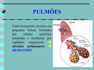 PULMÕES

   Cada bronquíolo termina em
    pequenas bolsas formadas
    por     células    epiteliais
    achatadas e recobertas por
    capilares sanguíneos 
    alvéolos pulmonares 
    HEMATOSE
 